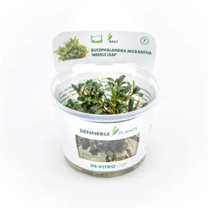 Bucephalandra "Needle Leaf", Bucephalandra micrantha "Needle Leaf" In-Vitro Preisknaller